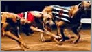 Racing Greyhound.